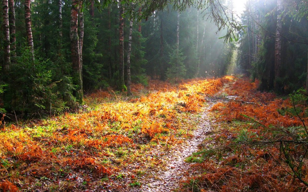 Осень в еловом лесу
