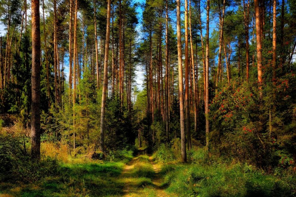 Реликтовый лес Алексин