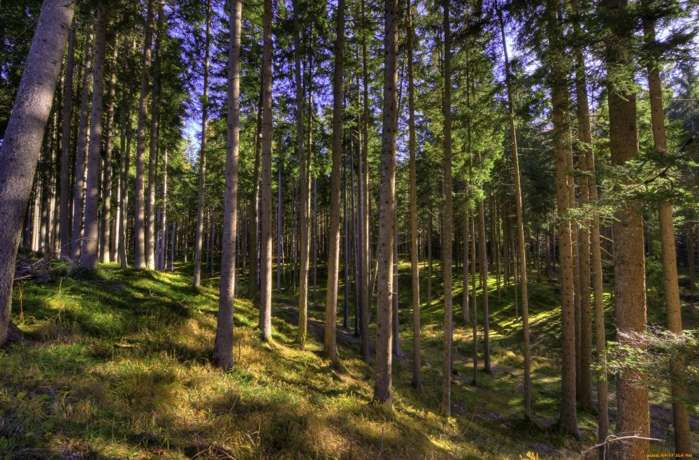 Сосновый лес Смоленск