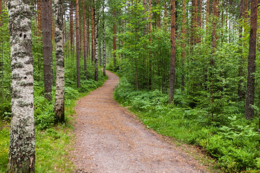 Сосновые леса Финляндия