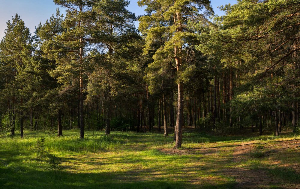 Хвойный лес Ивановская область