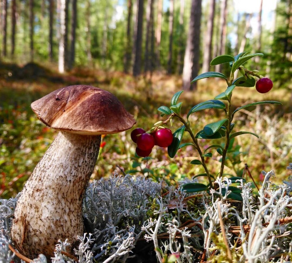 Грибы Ленинградская область грибы Сосновый Бор