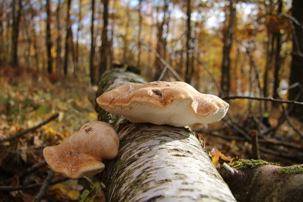 Осень поздняя в Сосновом Бору с грибами