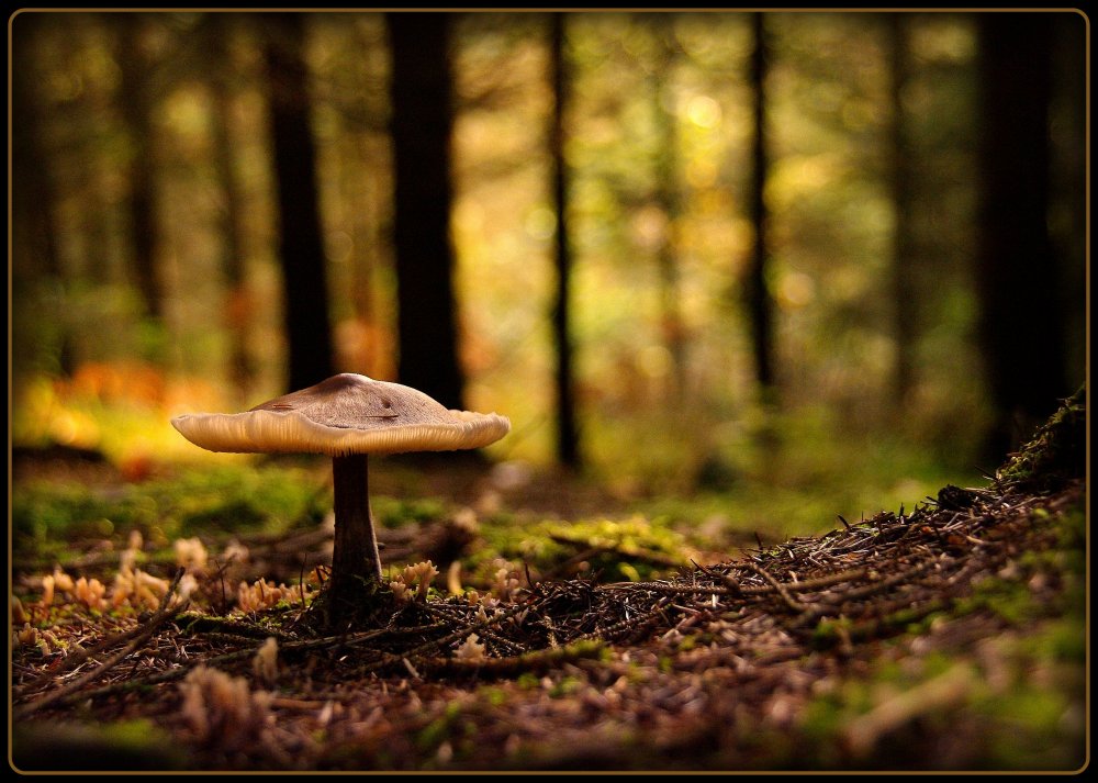Лесная Поляна с грибами осенью