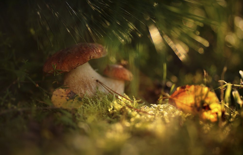 Весенние грибы в лесу