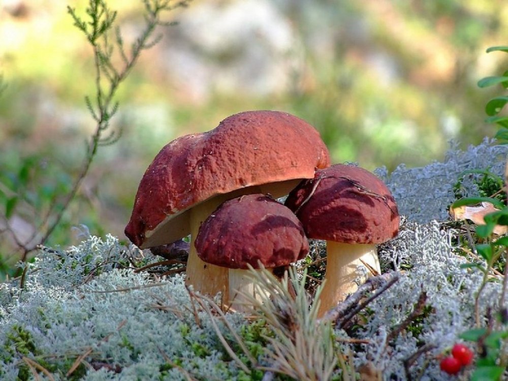 Съедобные грибы в Сосновом Бору