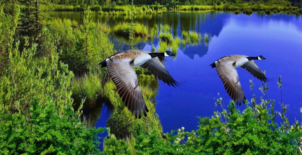 Птицы на озере