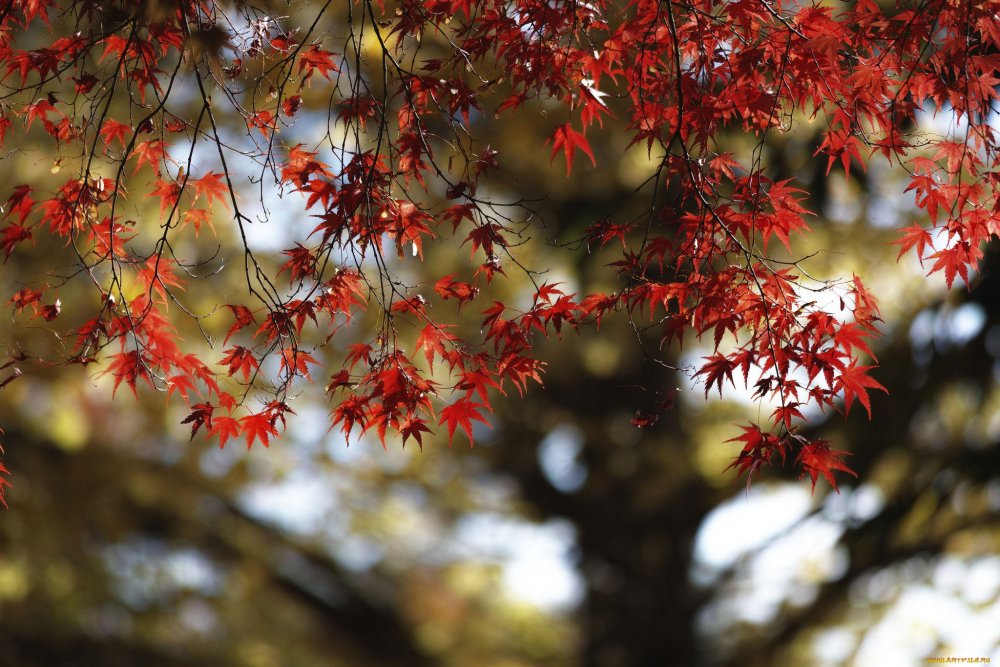Багрянец дерево красные листья