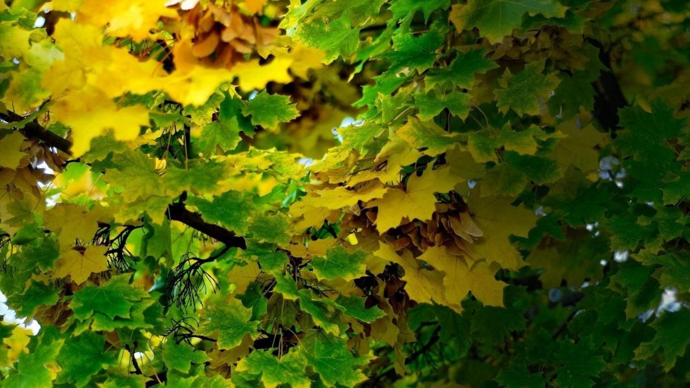 Желто-зеленые листья
