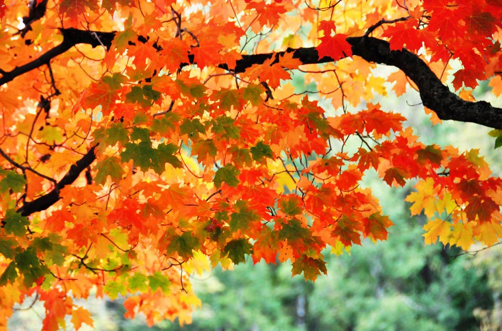 Осенняя ветка с листьями