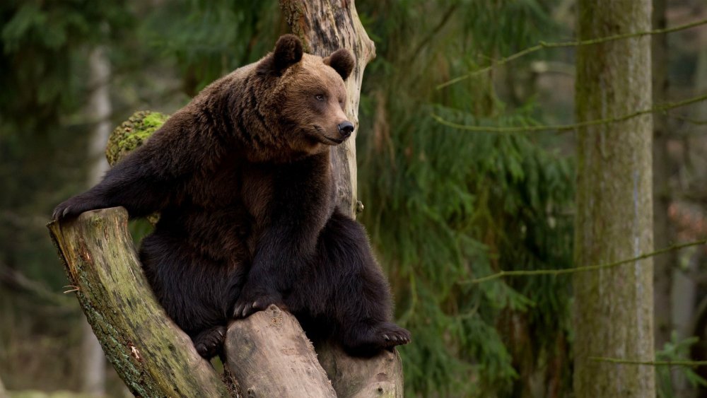 Бурый медведь в тайге России
