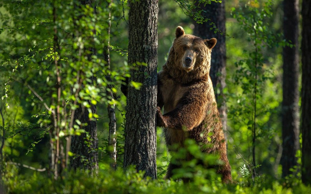 Таёжные леса бурый медведь