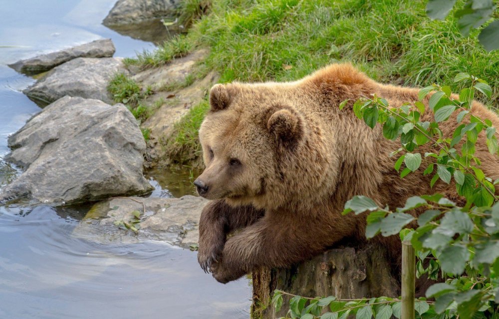 Медведь в природе