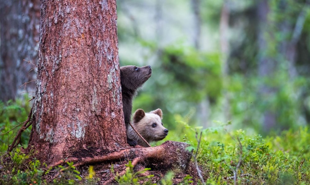 Медвежата в лесу на дереве