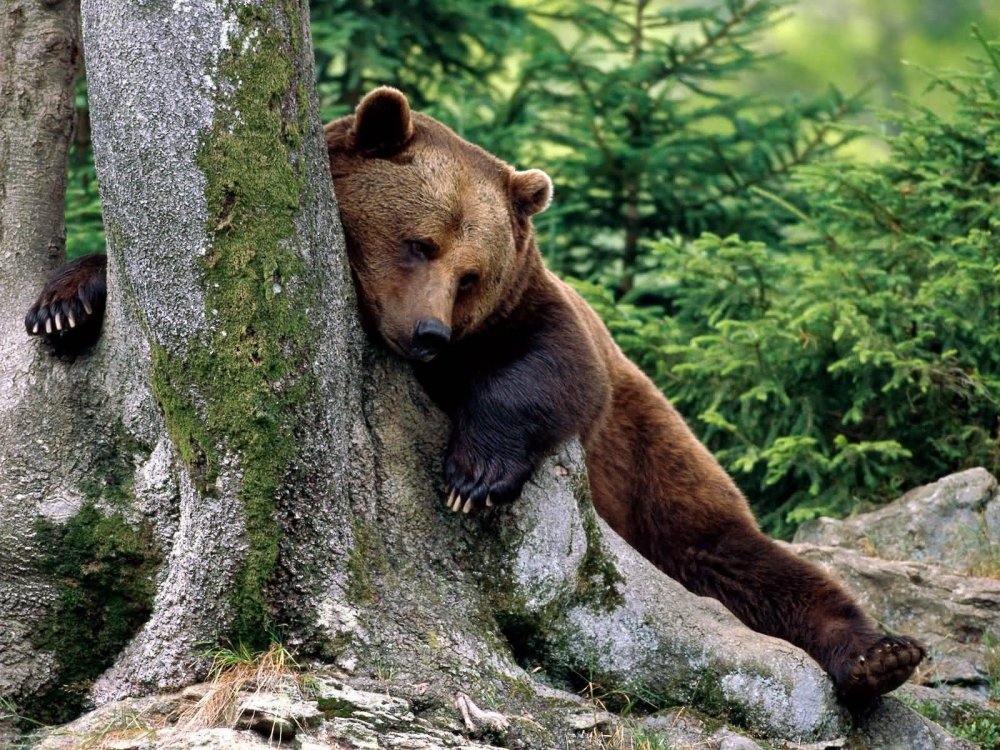 Животный мир тайги бурый медведь