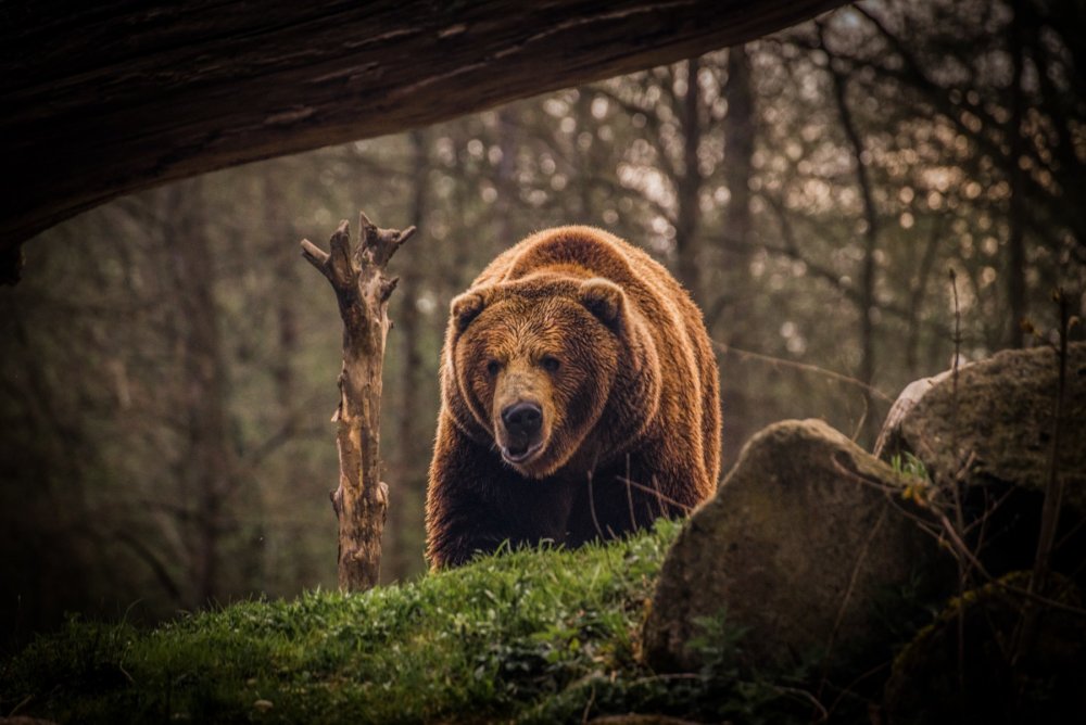 Фотографы анималисты бурый медведь