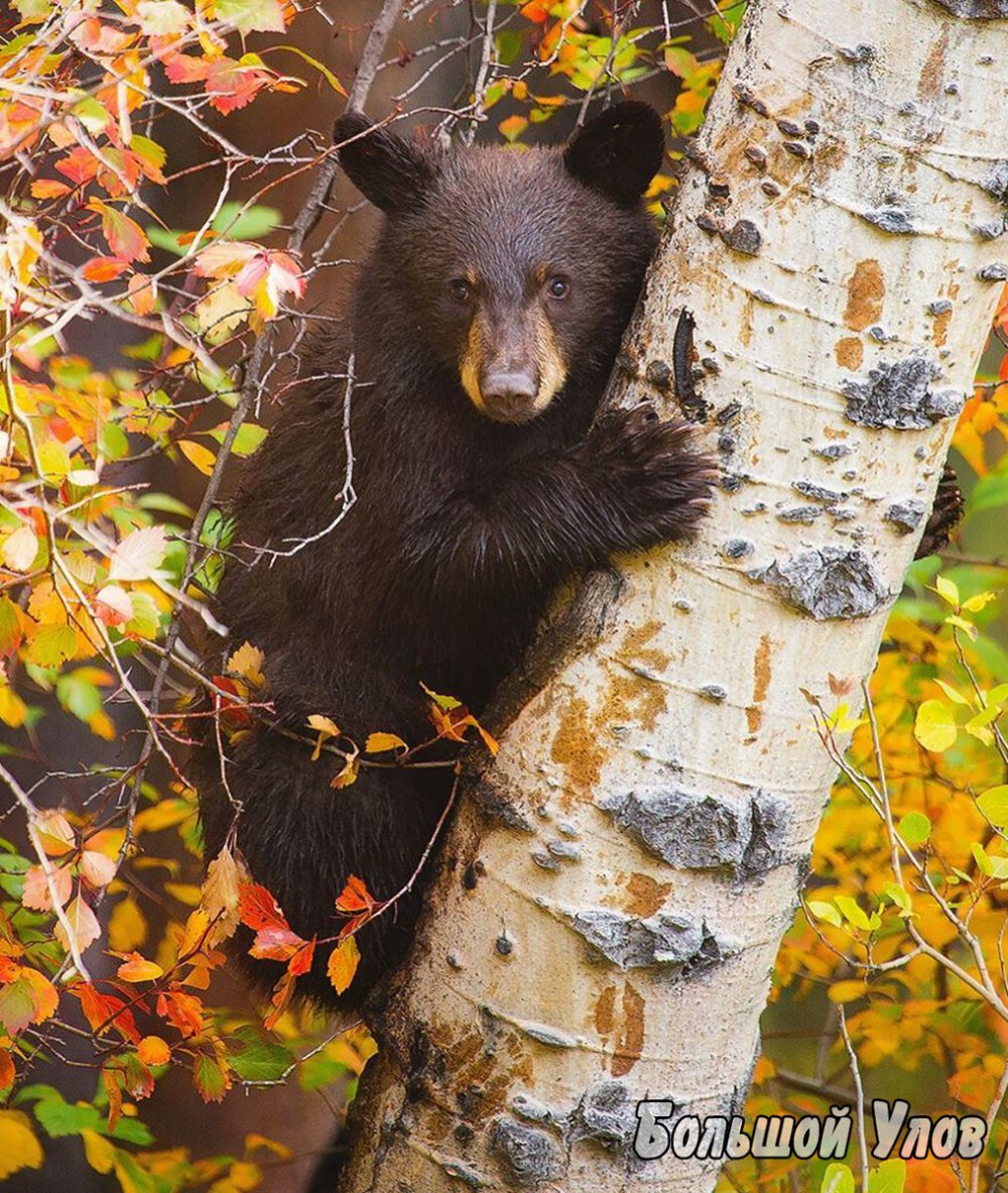 Медвежонок в осеннем лесу