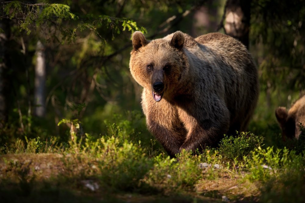 Кологривский лес медведь