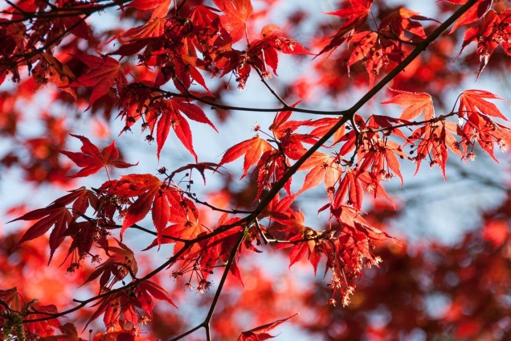 Клен дерево с красными листьями