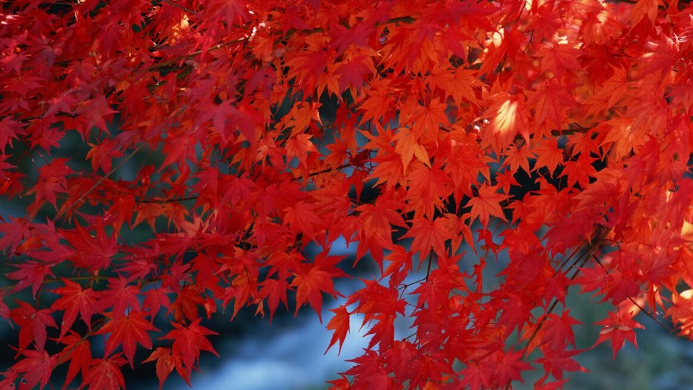 Осенний красный клён