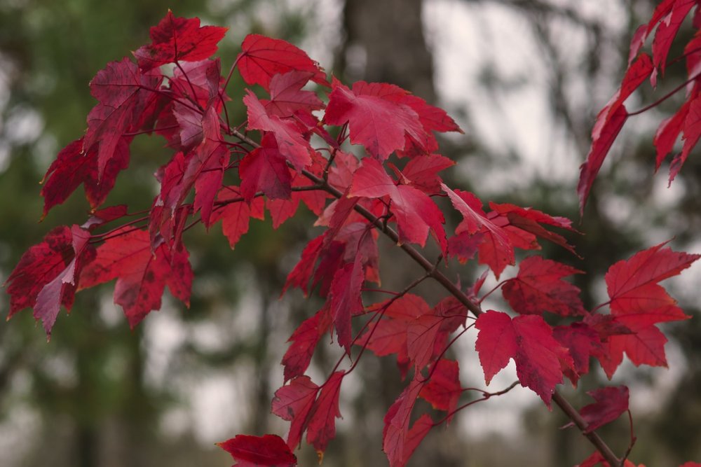 Багрянец дерево красные листья
