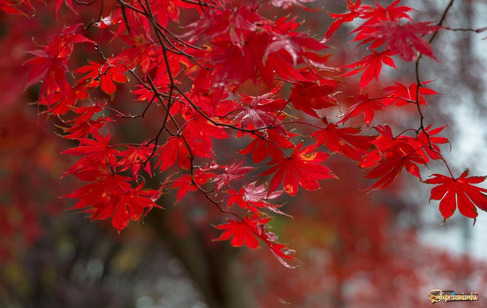 Японский клён фото дерева и листьев