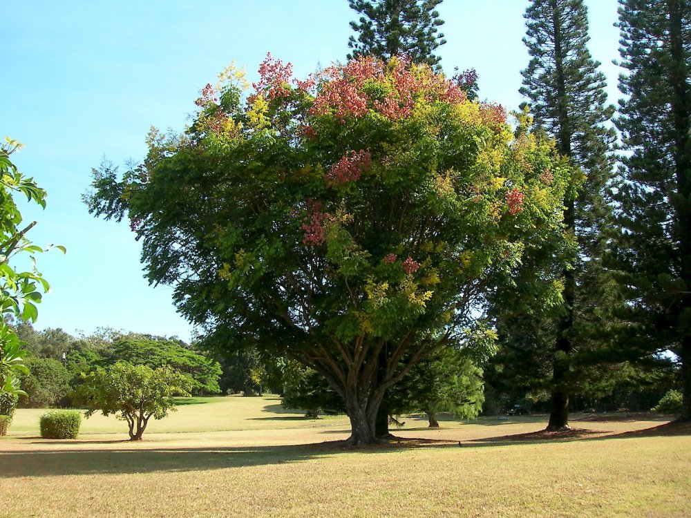 Олеандр дерево