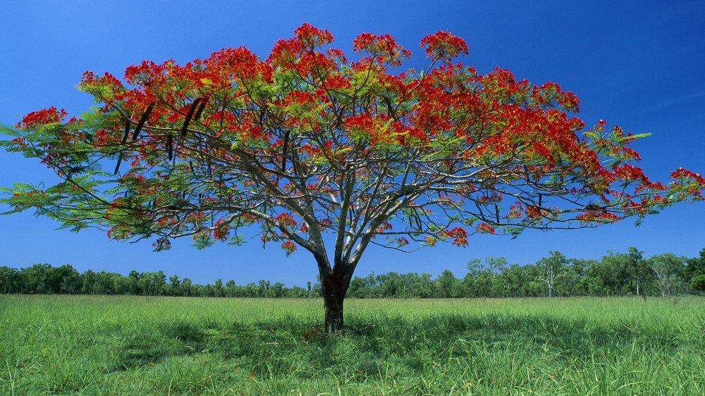 Красное дерево пау Бразил