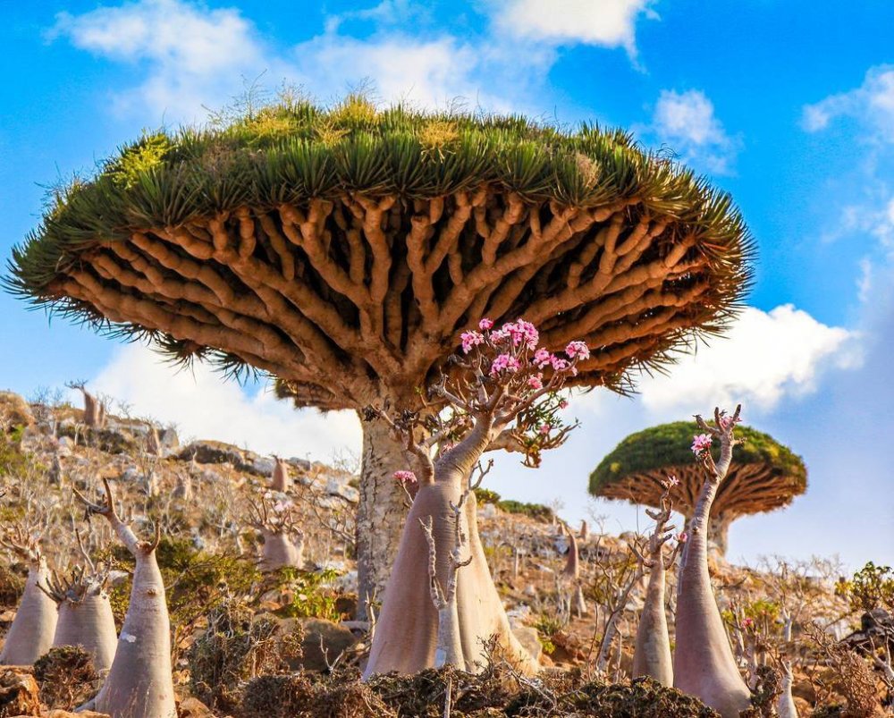 Сокотра (Socotra Island), Йемен