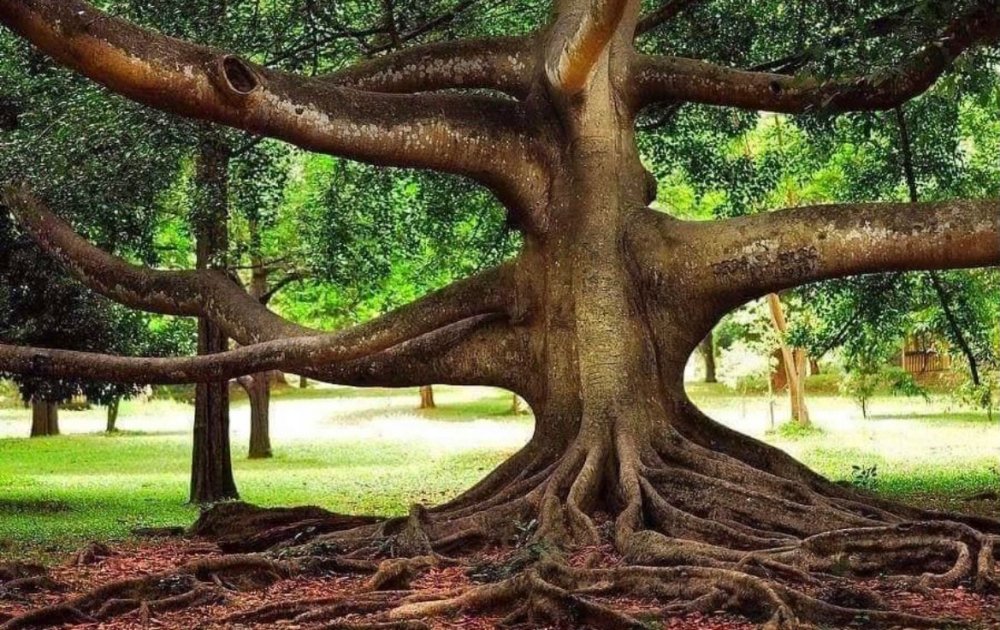 Гуяк дерево