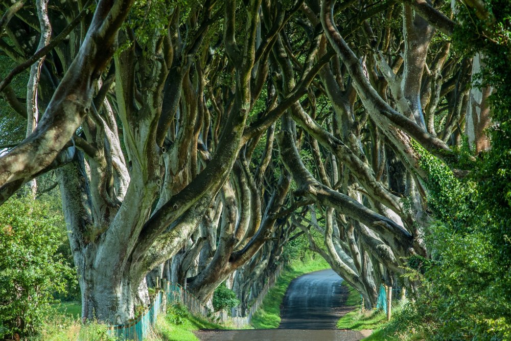 Ирландия деревья