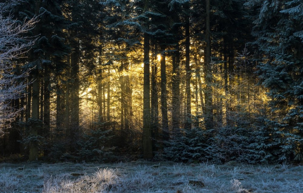 Зимний хвойный лес