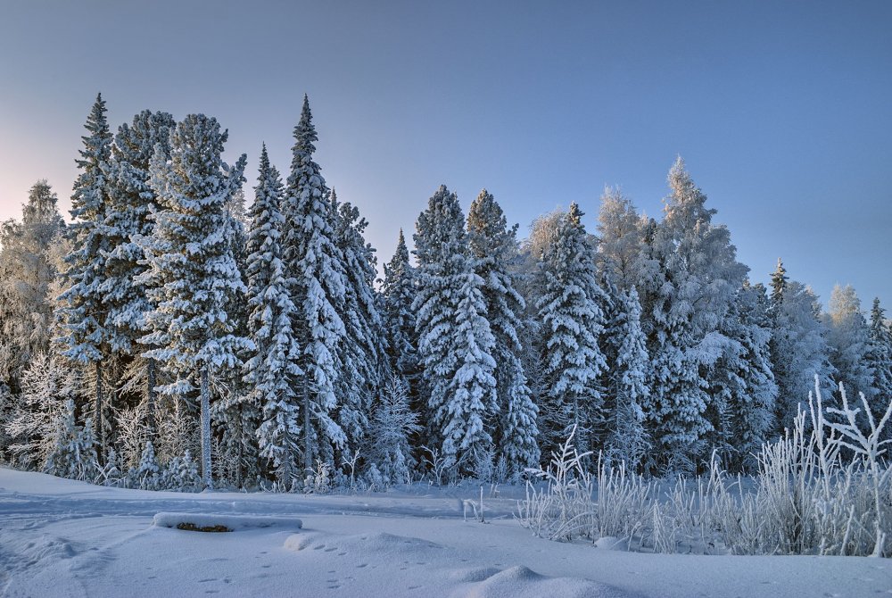 ХМАО зима лес