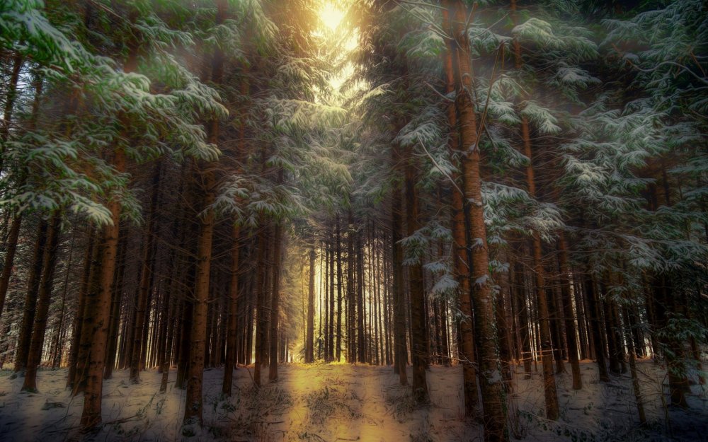Дремучий Сосновый лес