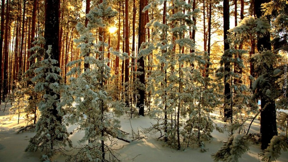 Смешанный лес зимой