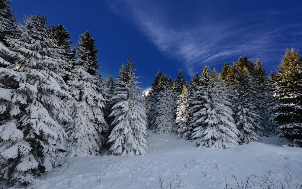Густой еловый лес зимой