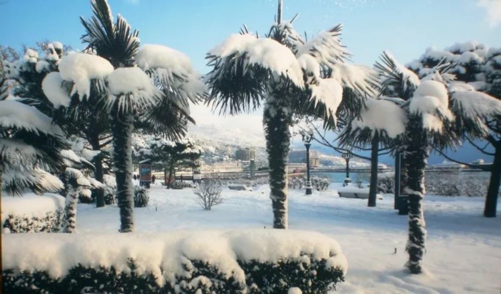 Пальмы в снегу: в Абхазию впервые за несколько лет пришла зима (фото)