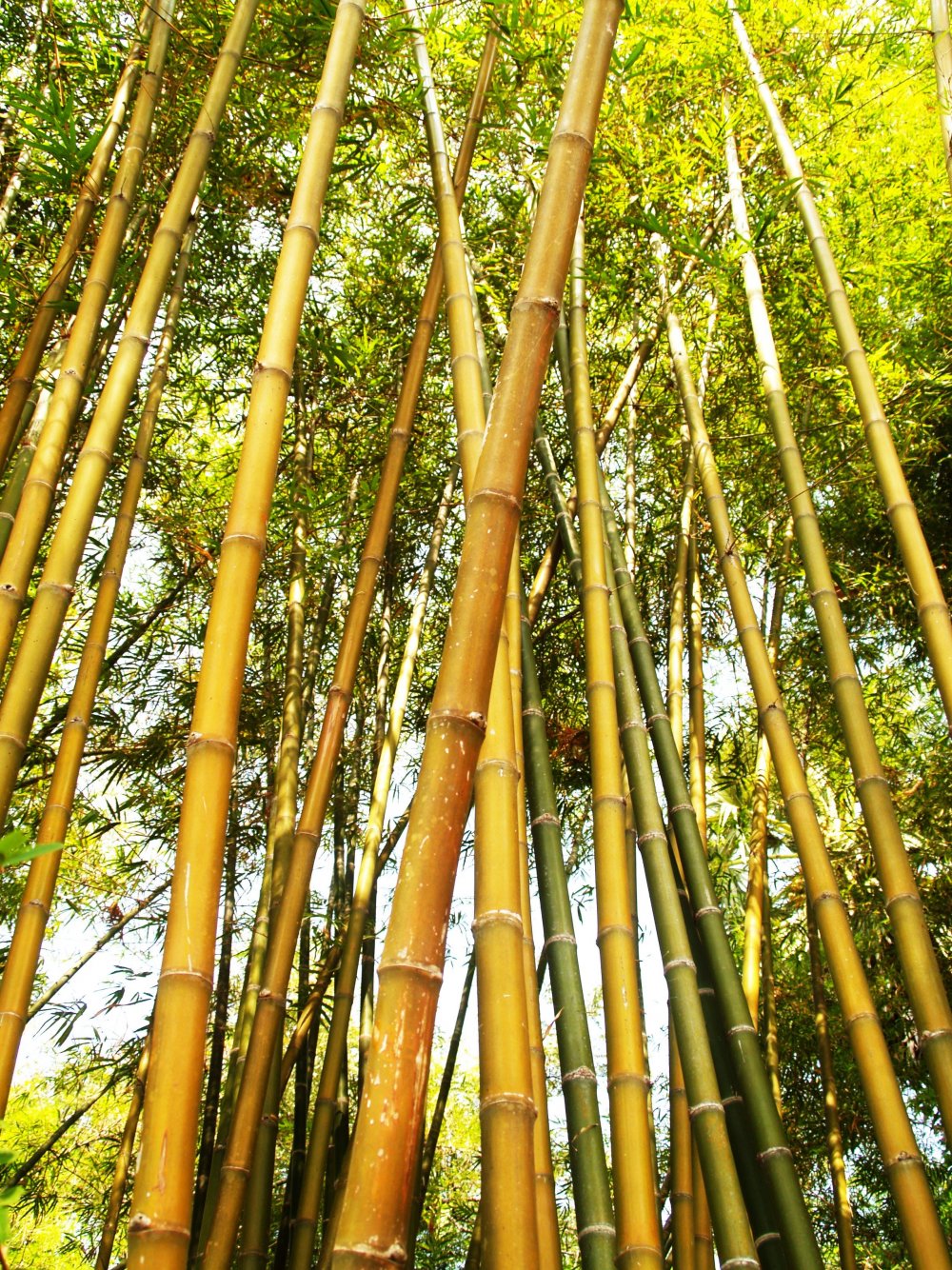Амазонский бамбук