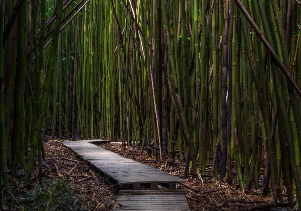 Геншин бамбуковый лес