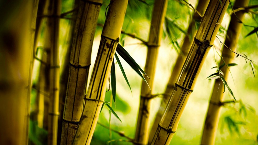 Кто живёт в бамбуковых джунглях