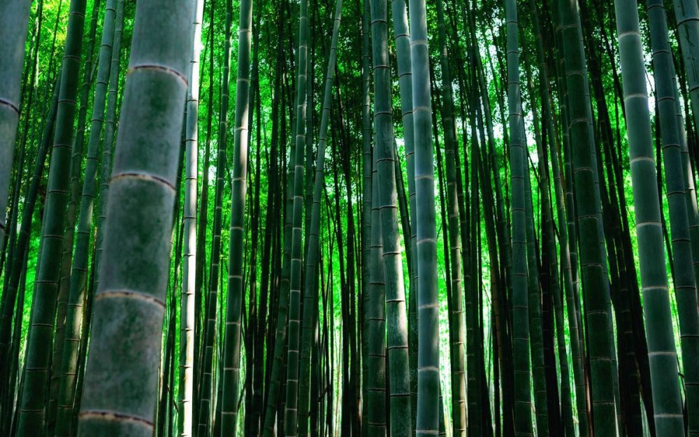 Бамбук тростниковый