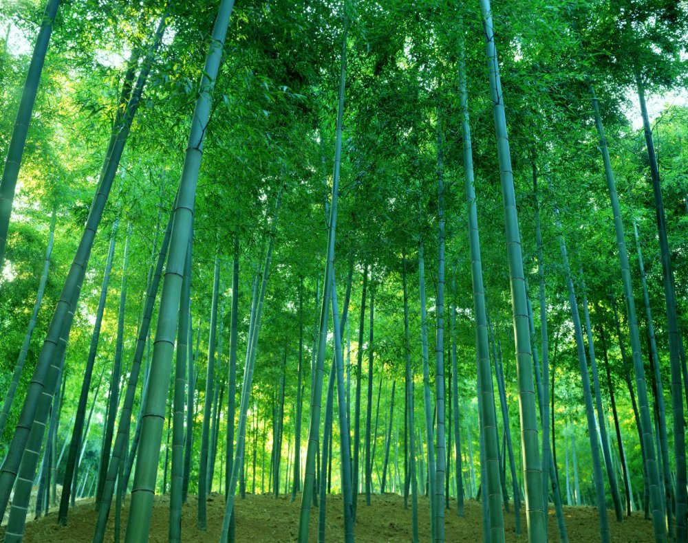 Древнекитайский фон бамбуковый лес