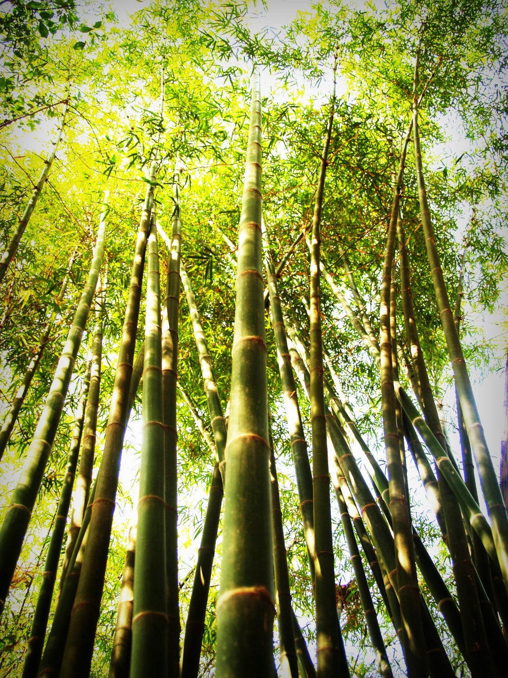 Бамбук Мадаке