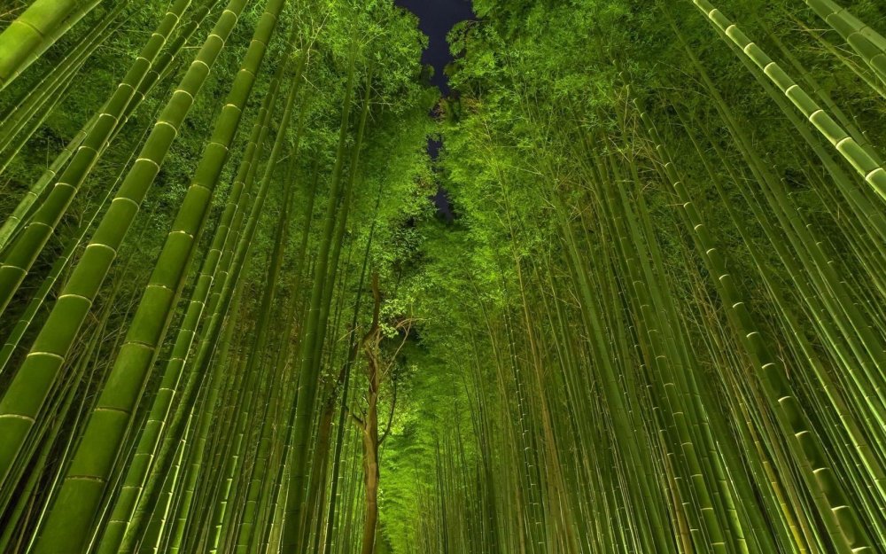 Бамбуковый лес Сагано