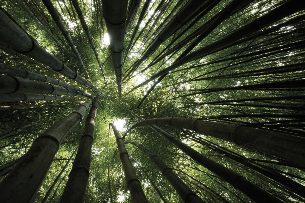 Бамбуковый лес Сагано 1920х1080