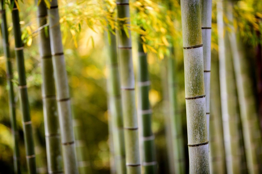 Бамбуковый лес осенью