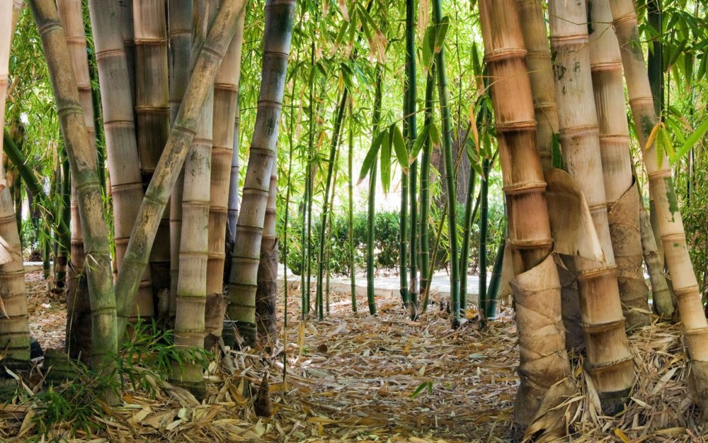 Бамбук в Австралии