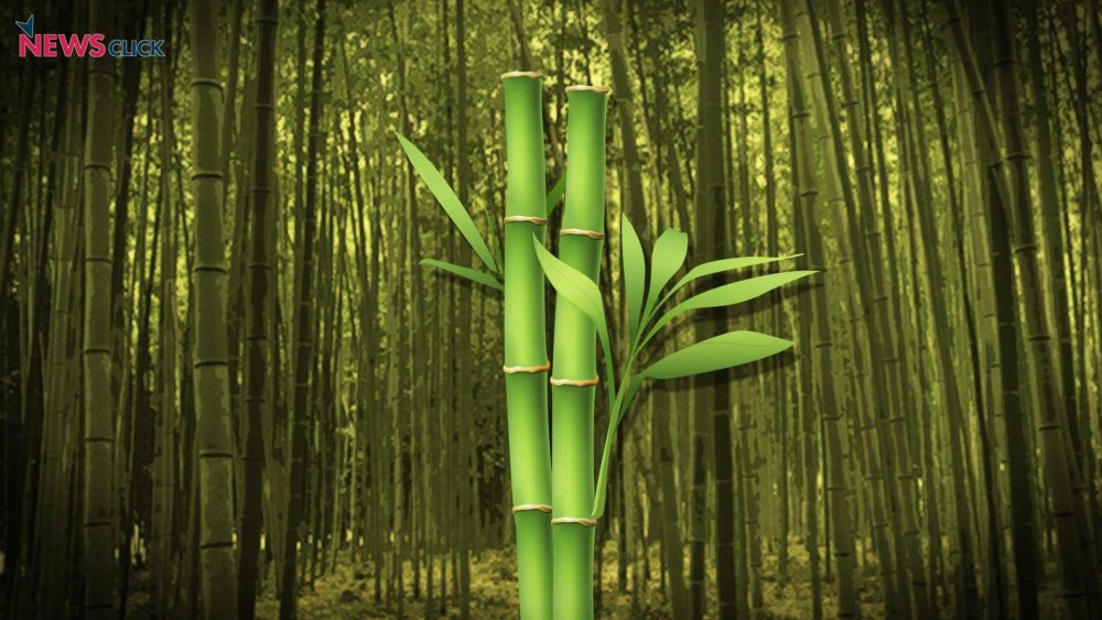 Грин хэл бамбук