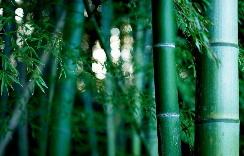 Giant Bamboo Moso