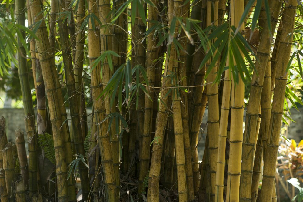 Пейзаж бамбуковый лес
